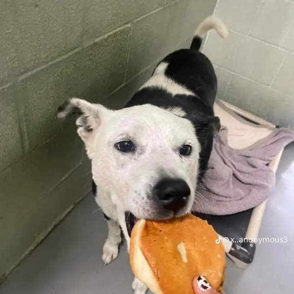 Meet your Posher, Ava - Picture 1 of 1